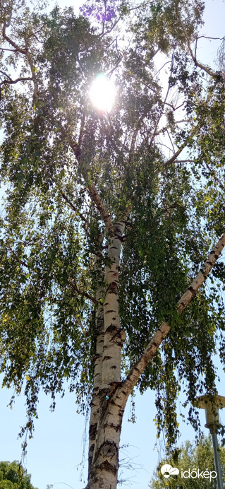 Nyírfa árnyékában ;)