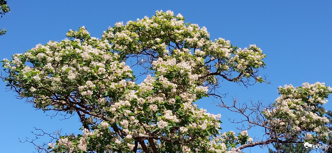 Délelőtt - szivarfa, kék ég :)