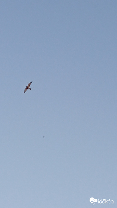 Karvaly vagy vércse :)