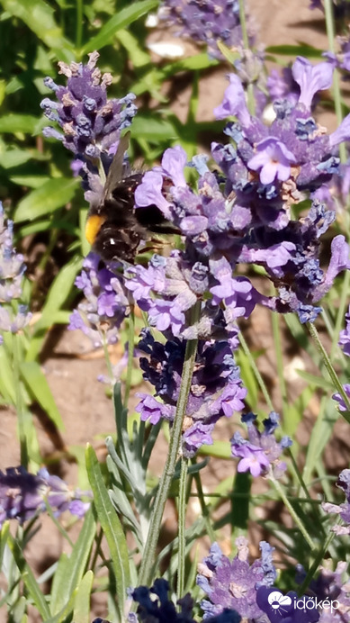 Jön, megy, dolgozik, olykor fejre állva..