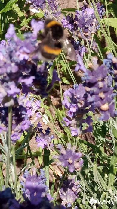 Jön, megy, dolgozik..