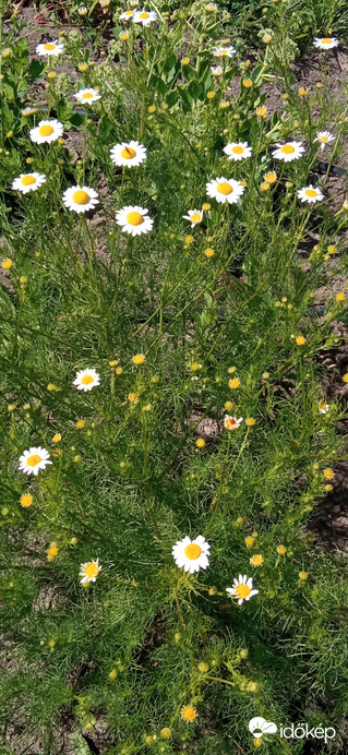 Duna parton 11:20 tájban 