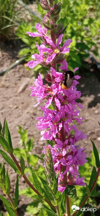 Duna parton 11:20 tájban 