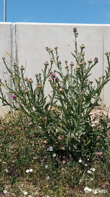 Duna parton 11:20 tájban 