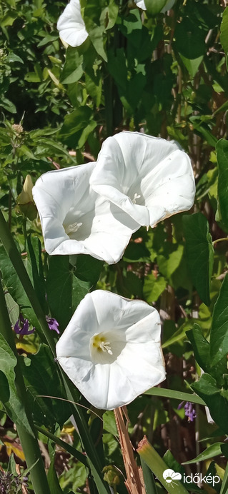 Balatonparti élővilág 