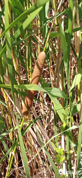 Balatonparti élővilág 