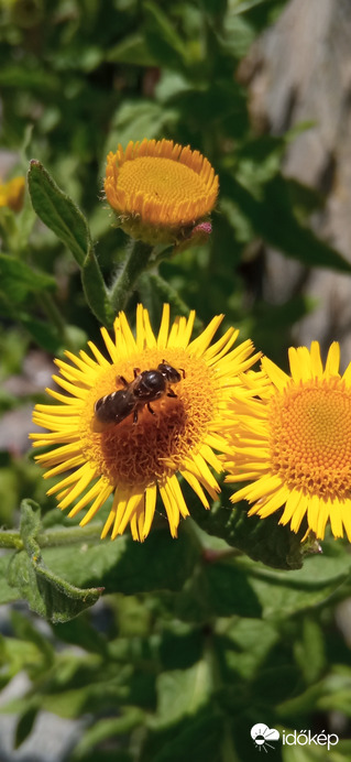 Balatonparti élővilág 