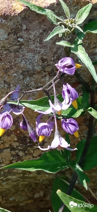 Balatonparti élővilág 