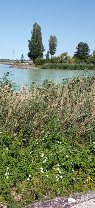 Balatonparti élővilág 