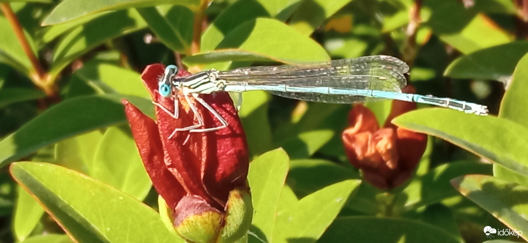 Balatonparti élővilág 