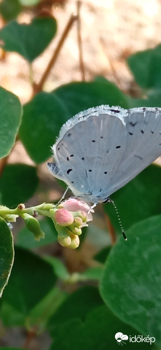 Balatonparti élővilág 