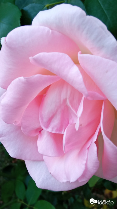 Változatok rózsára ;)