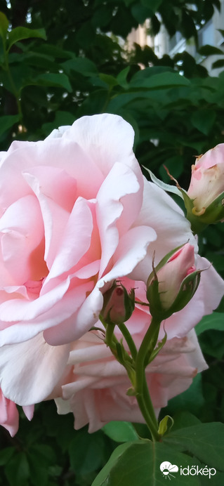 Változatok rózsára ;)