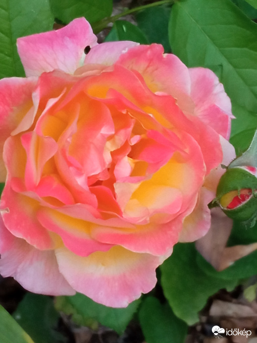 Változatok rózsára ;)