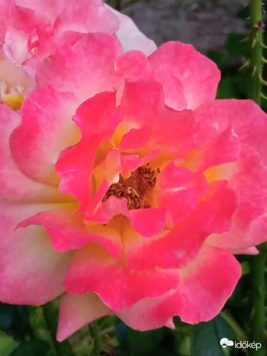 Változatok rózsára ;)