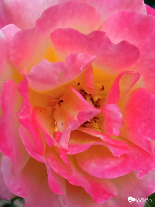 Változatok rózsára ;)