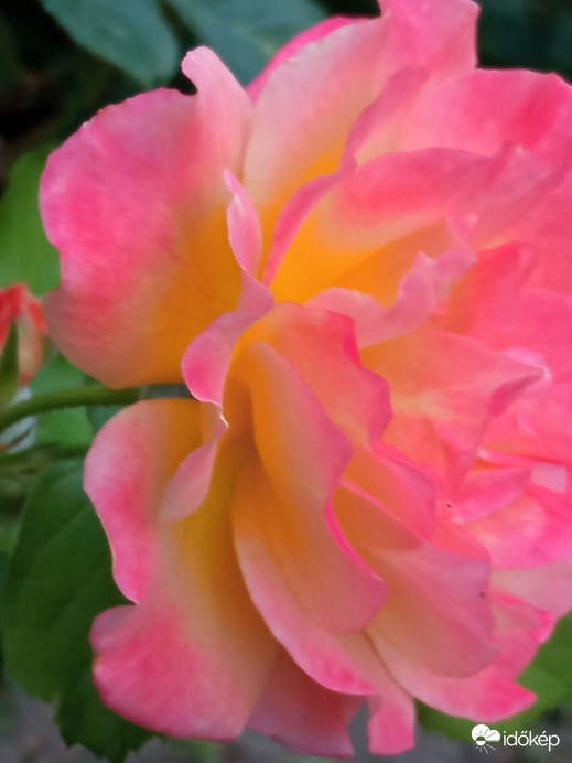 Változatok rózsára ;)