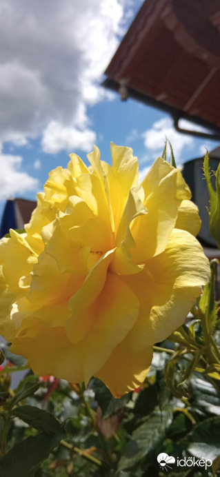 Változatok rózsára ;)