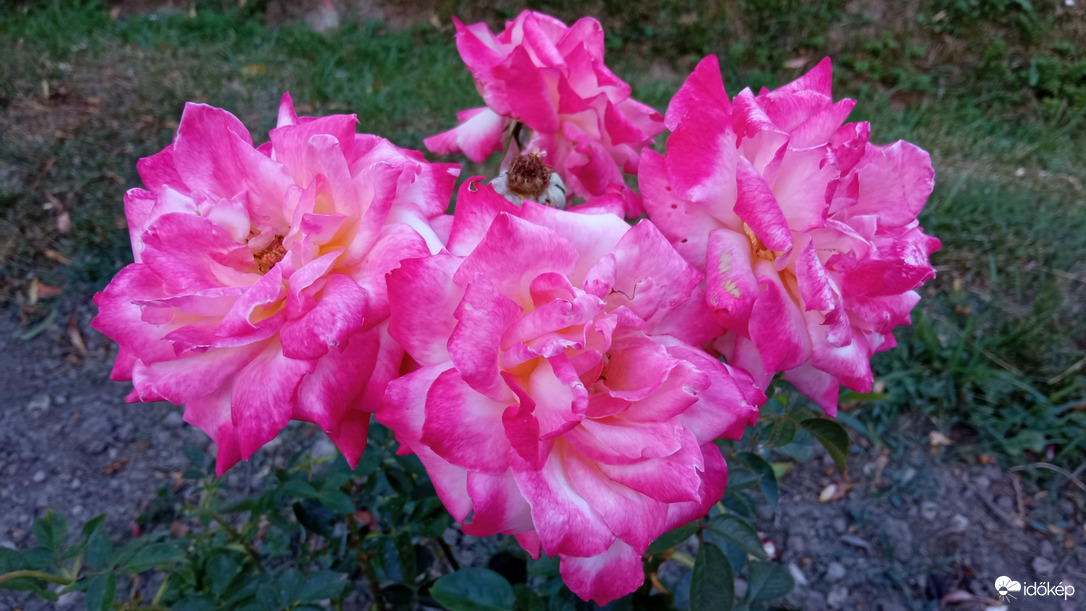 Változatok rózsára ;)