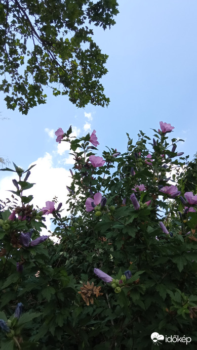 Kedvenc színű mályva :)