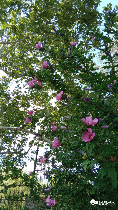 Kedvenc színű mályva :)