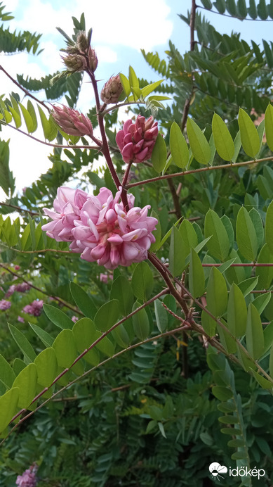 Virágzik az akác :)