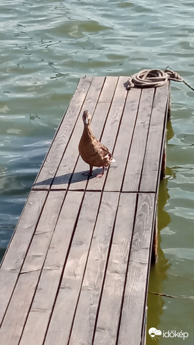 Tegnapi történet 5/1  feszült szembenézés 