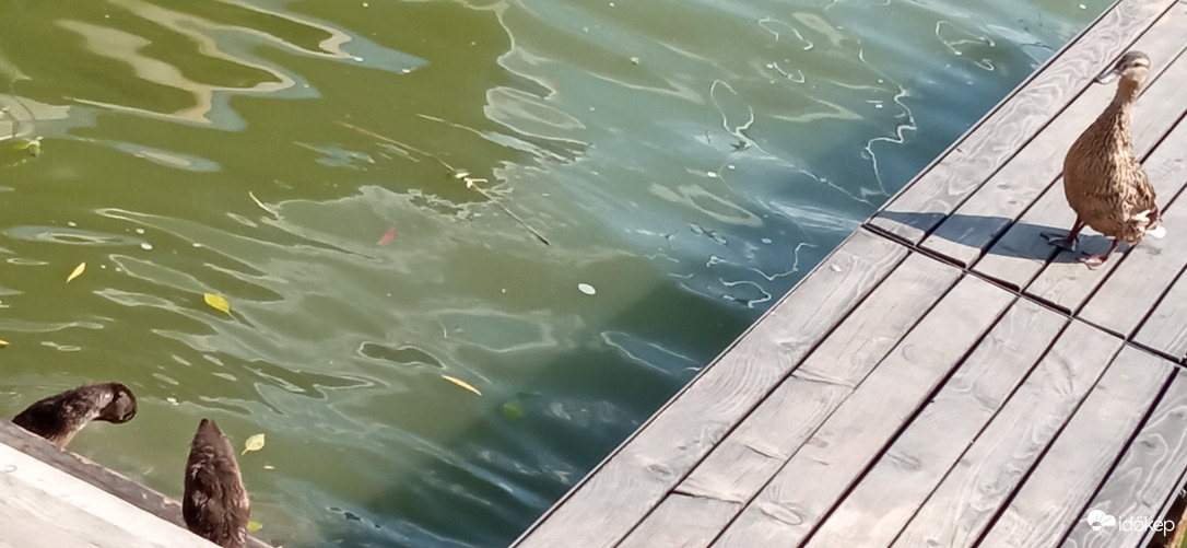 Tegnapi történet 5/2  nicsak, nincs egyedül 