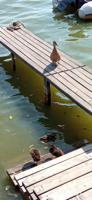 Tegnapi történet 5/3  egy, kettő, három :)