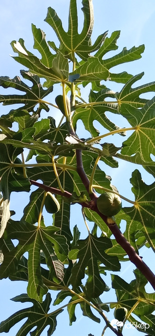 Középen a jobboldali akkora volt mint egy körte :)