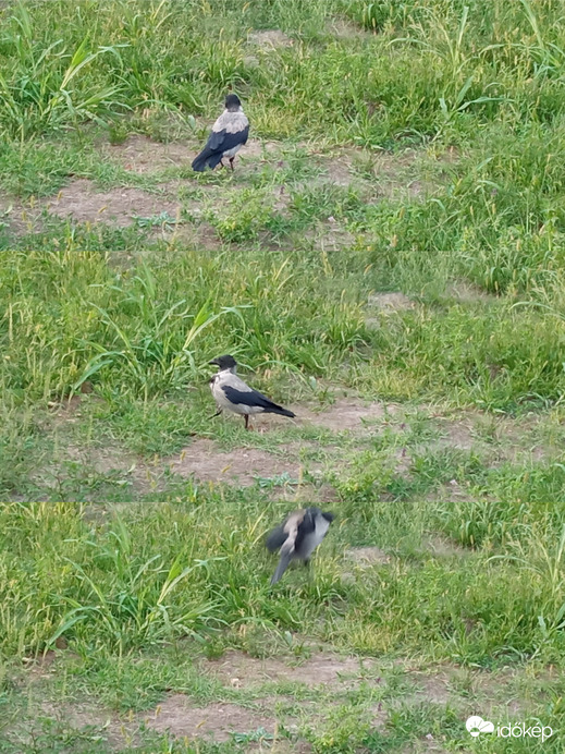 Épp a balra átot gyakoroltam és megzavartál a fotózással!