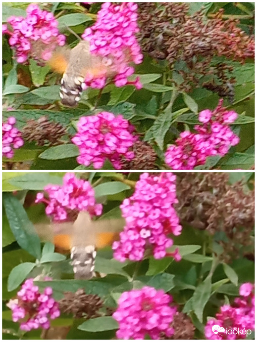 Szeptember 21-én csíptem el telefonnal. ☺️