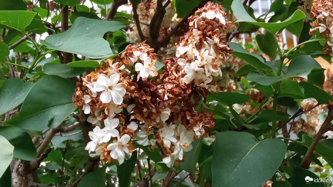 Elvirágzott az orgona 