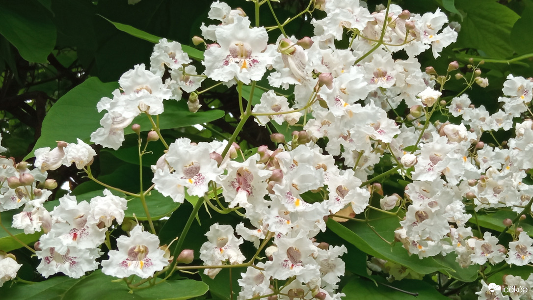 Pattogatott kukorica ;D