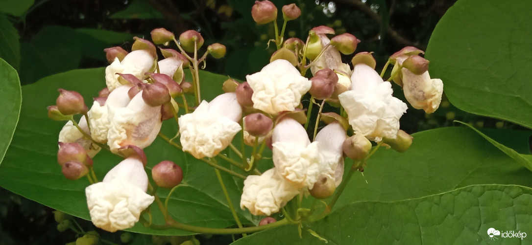 Pattogatott kukorica ;D