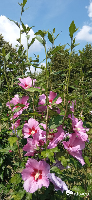 Séta a napsütésben ☺️