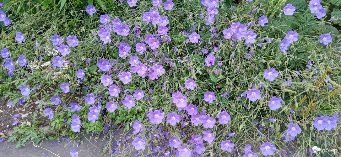 Séta a napsütésben ☺️