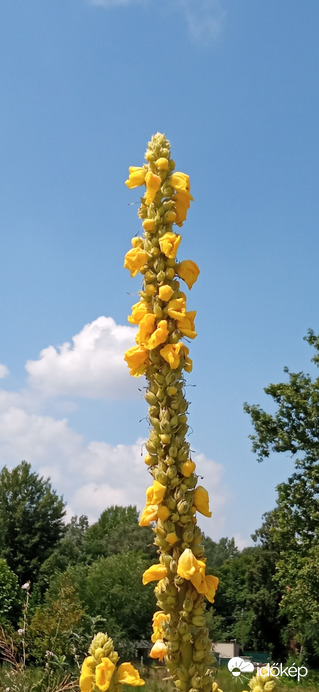 A gáton - Duna part 