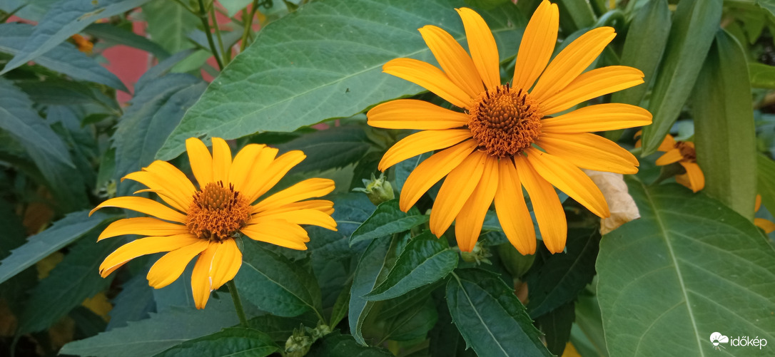 Séta a napsütésben ☺️