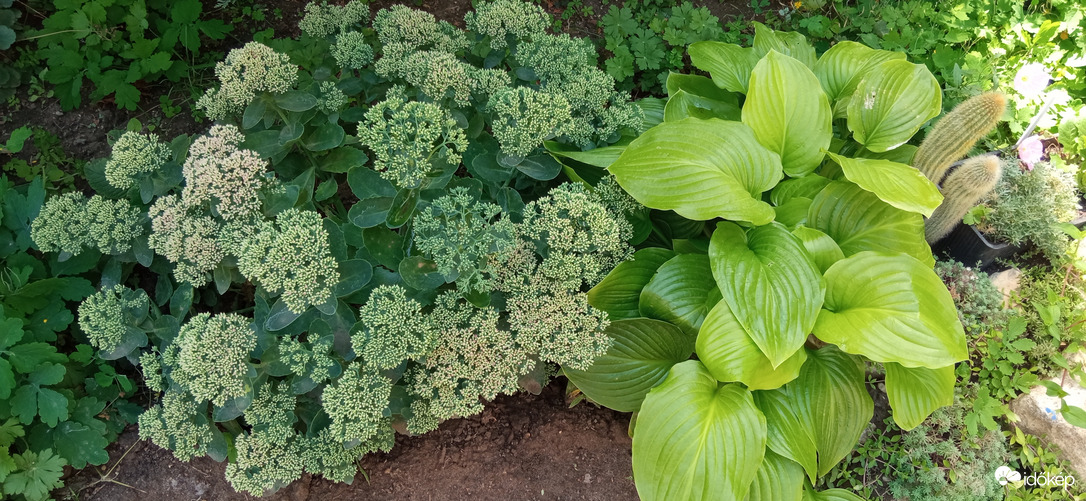 Séta a napsütésben ☺️