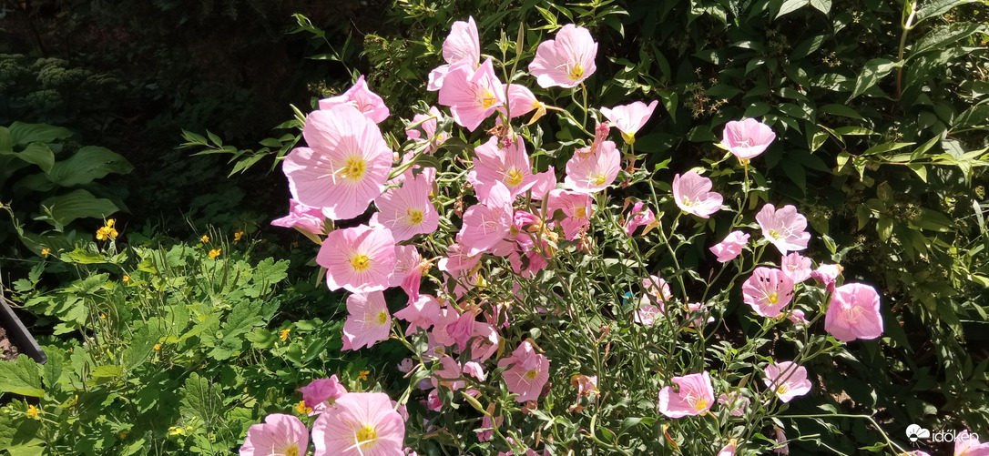 Séta a napsütésben ☺️