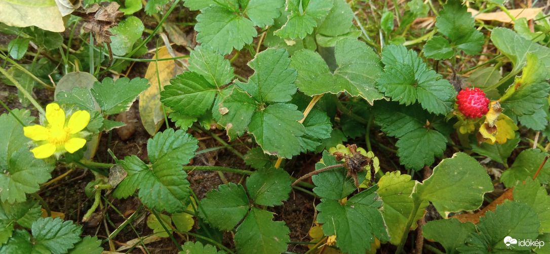 A fák alatti meglepetés :)