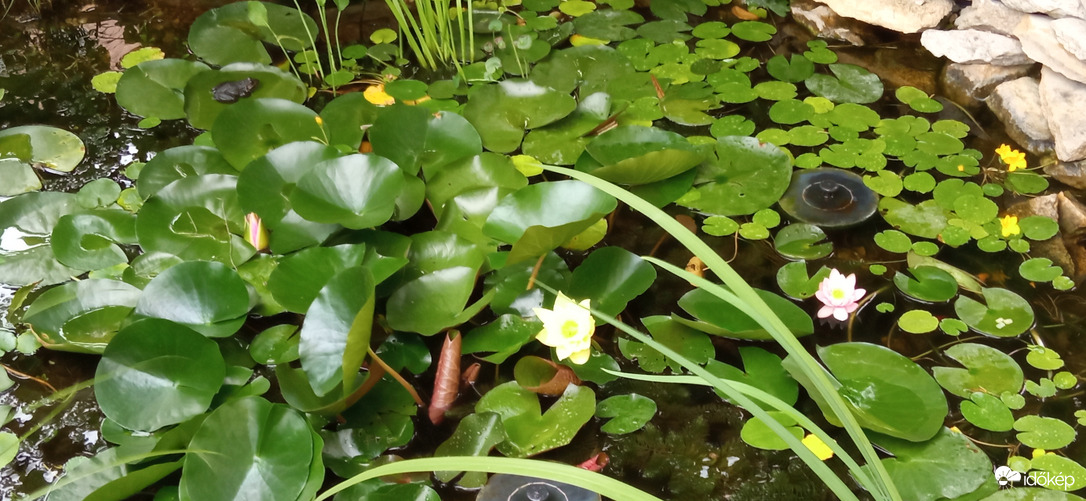 Szép színfoltok a házak között 