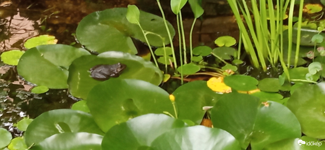 Szép színfoltok a házak között 