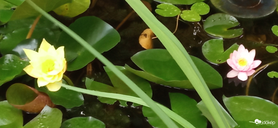 Szép színfoltok a házak között 