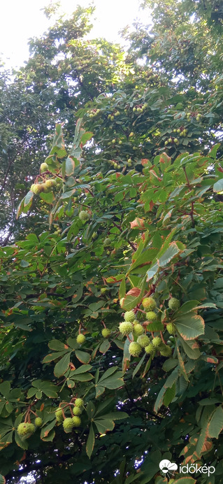 Egy őszies kép miközben "tombol a kánikula"