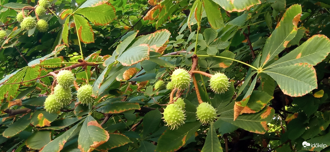 Egy őszies kép miközben "tombol a kánikula"