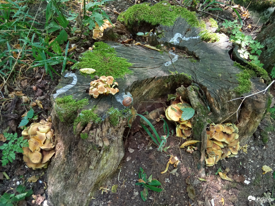 A hegyen csak 30⁠ºC, kellemes szél és jó levegő 