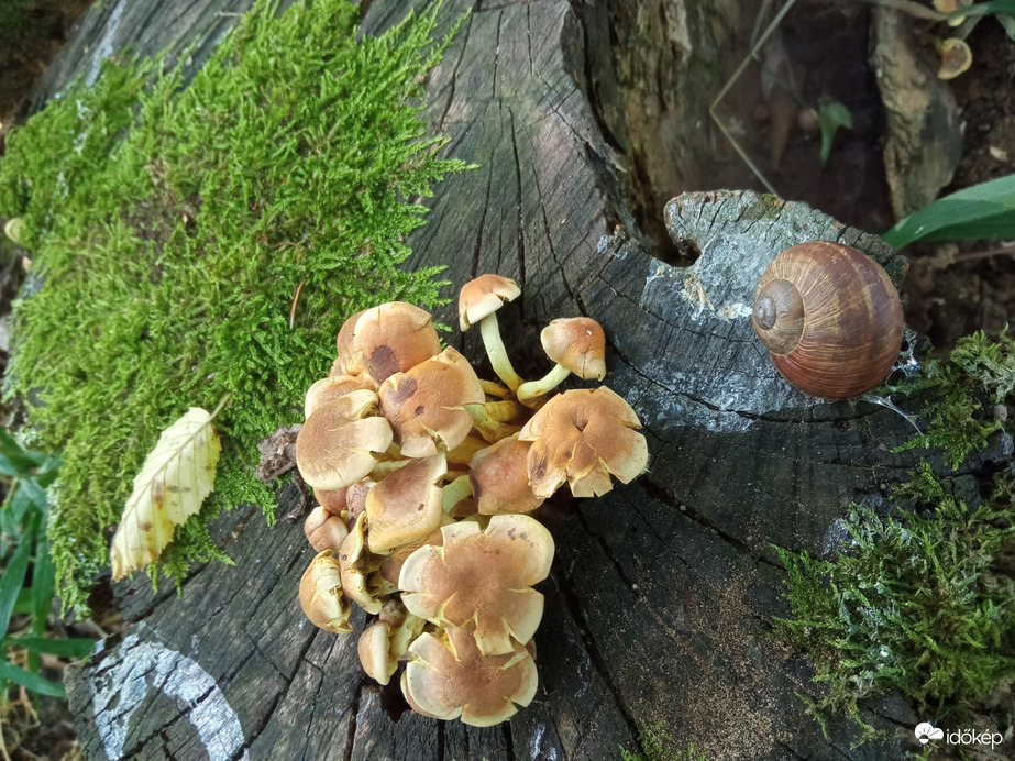 A hegyen csak 30⁠ºC, kellemes szél és jó levegő 