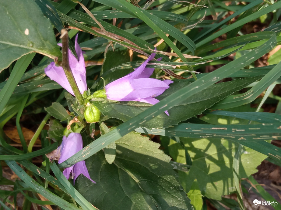 A hegyen csak 30⁠ºC, kellemes szél és jó levegő 